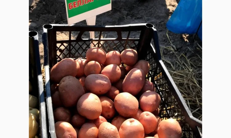 Продажа семян картофеля различных сортов - фото № 1