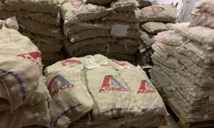 Продажа семян картофеля различных сортов - фото № 2