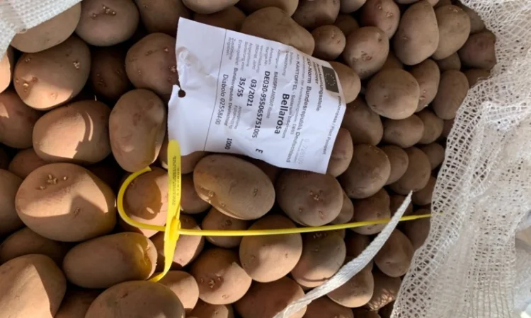 Продажа семян картофеля различных сортов - фото № 3