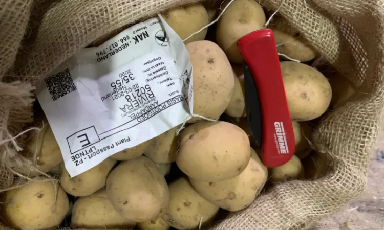 Продажа семян картофеля различных сортов - фото № 4