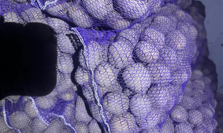 Пропонується картопля різних сортів - фото № 4