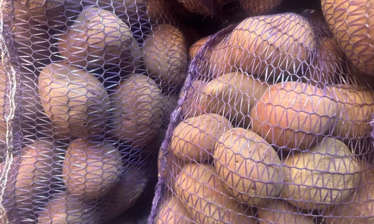 Пропонується картопля різних сортів - фото № 5