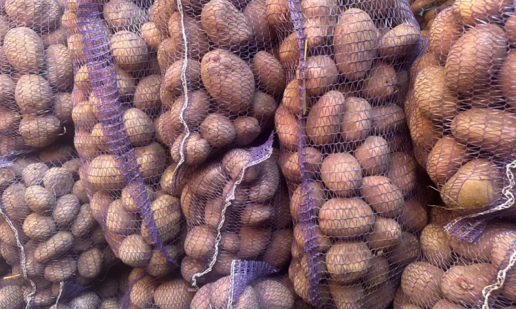 Пропонується картопля різних сортів - фото № 6