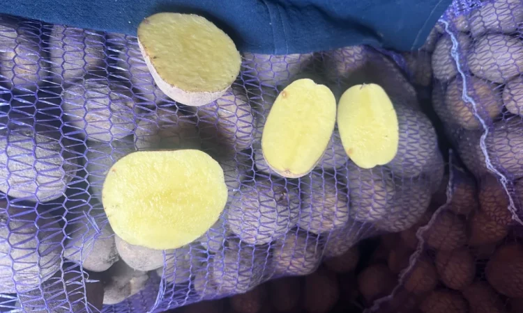 Пропонується картопля різних сортів - фото № 7