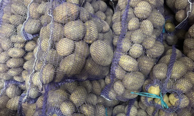 Пропонується картопля різних сортів - фото № 8