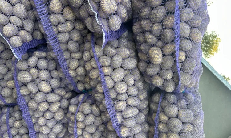 Пропонується насіннєва картопля сорту Карелія - фото № 1