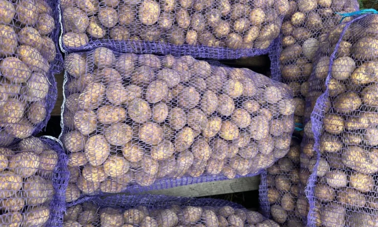 Пропонується насіннєва картопля сорту Карелія - фото № 2