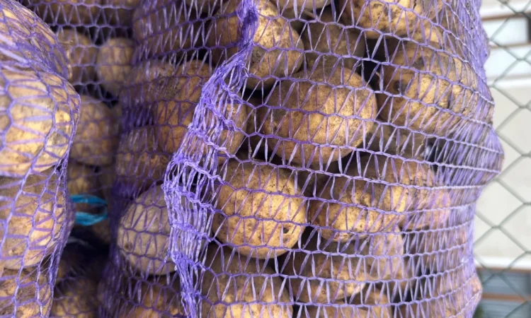 Пропонується насіннєва картопля сорту Карелія - фото № 3