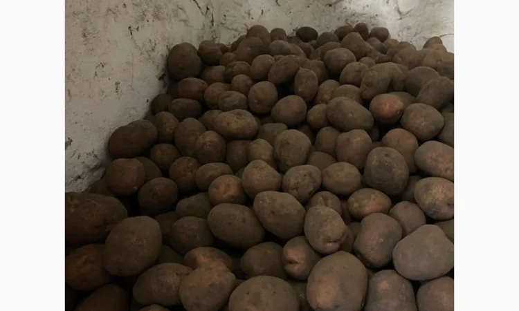 Продається велика та насіннєва картопля - фото № 1