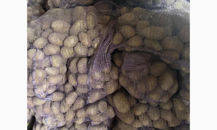 Продается товарная картошка сорта "Мелодия" - фото № 2