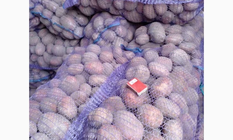 Продается товарная картошка сорта Белла Россата и Конект - фото № 1