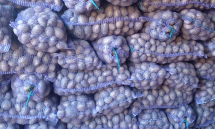 Продается товарная картошка сорта Белла Россата и Конект - фото № 2