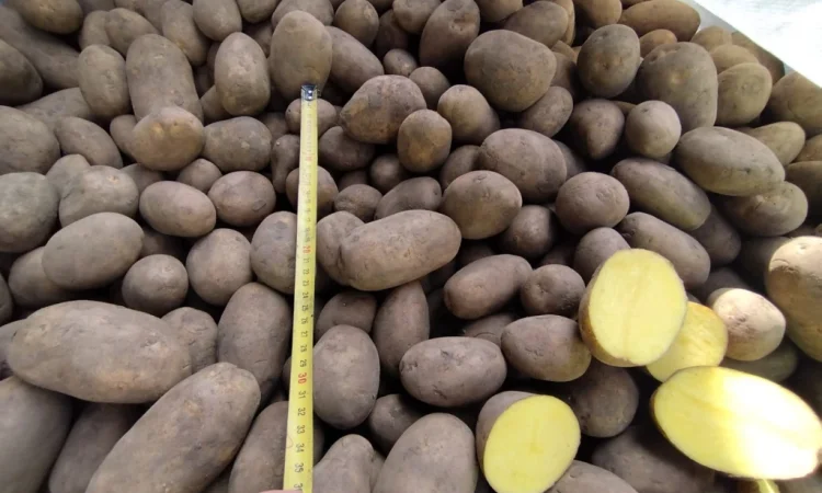 Продається картопля різних сортів - фото № 1