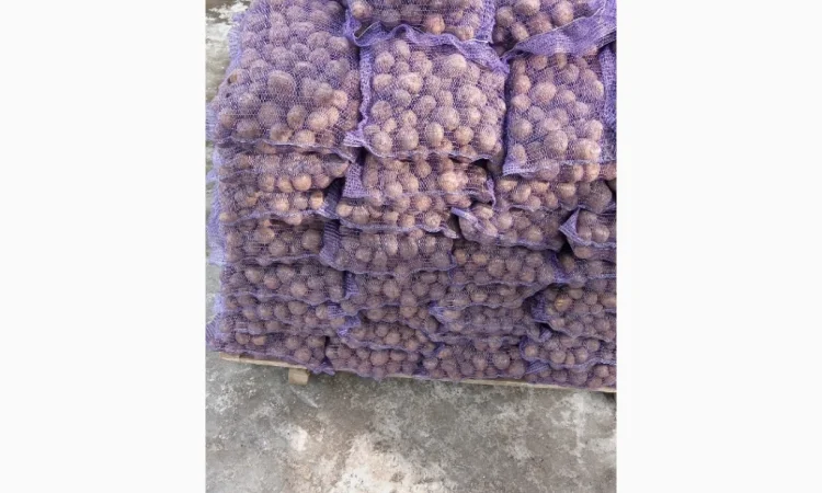 Пропоную насінневу картоплю Сюзана - фото № 1