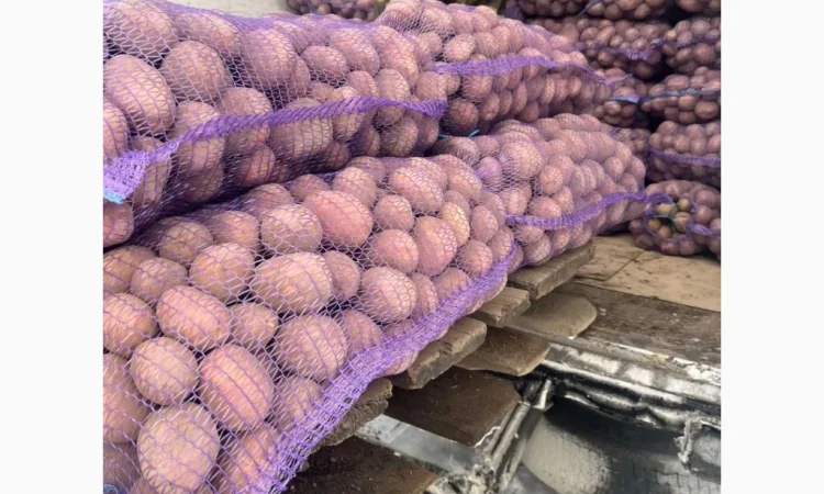 Продається картопля сорту Белароса - фото № 1