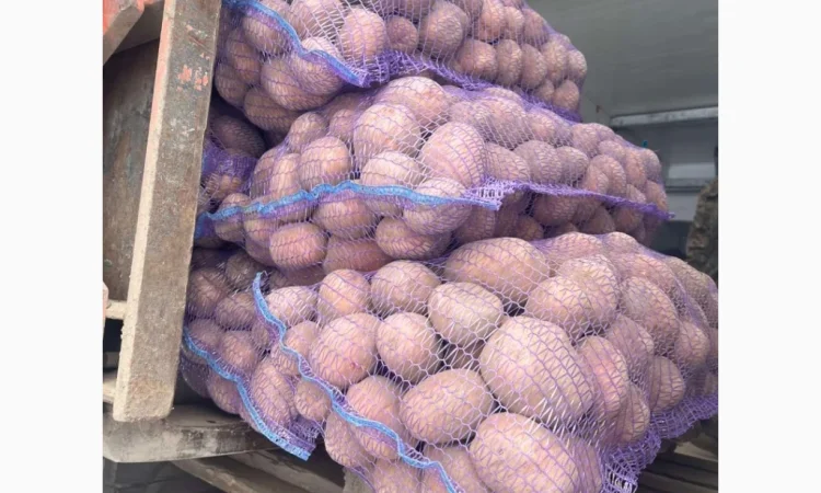 Продається картопля сорту Белароса - фото № 2