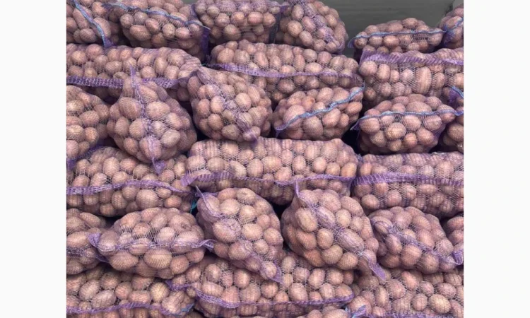Продається картопля сорту Белароса - фото № 3