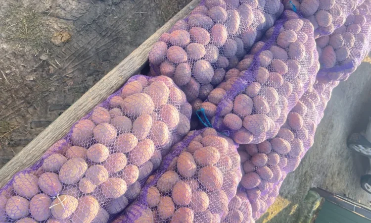 Продается картофель отличного качества - фото № 1