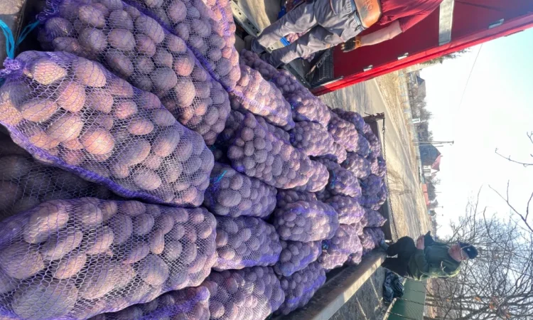 Продается картофель отличного качества - фото № 2