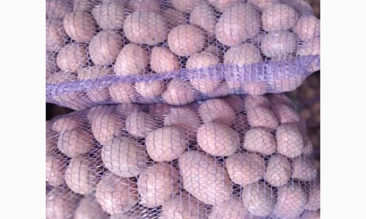 Продается картофель столовый и семенной. В наличии сорт Белароса, Гранада, Скарб - фото № 1