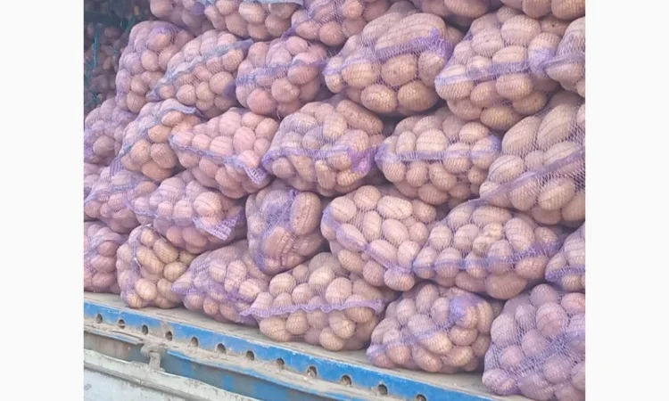 Продается картофель столовый и семенной. В наличии сорт Белароса, Гранада, Скарб - фото № 2