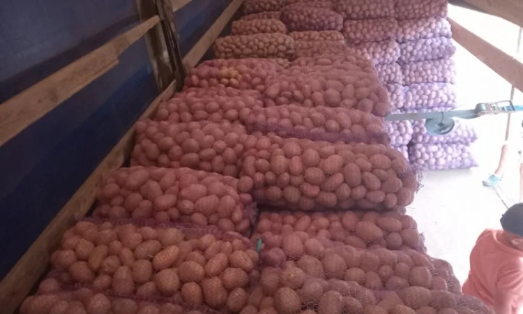 Продается картофель столовый и семенной. В наличии сорт Белароса, Гранада, Скарб - фото № 3