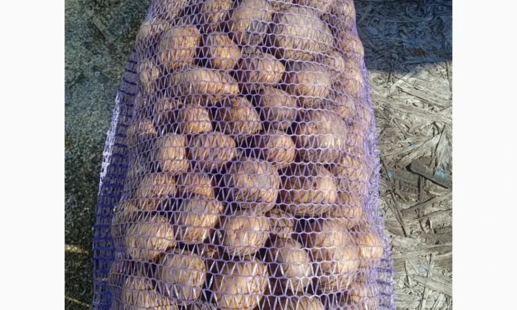 Пропоную посадкову картоплю різних сортів - фото № 1