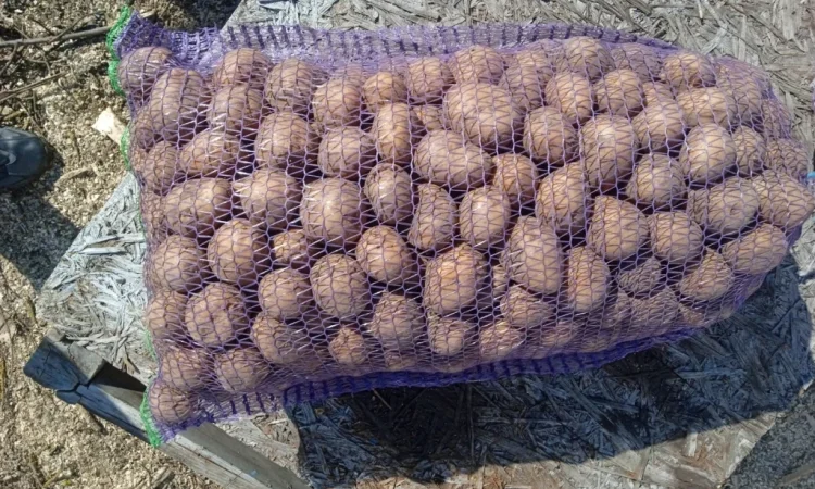 Пропоную посадкову картоплю різних сортів - фото № 2