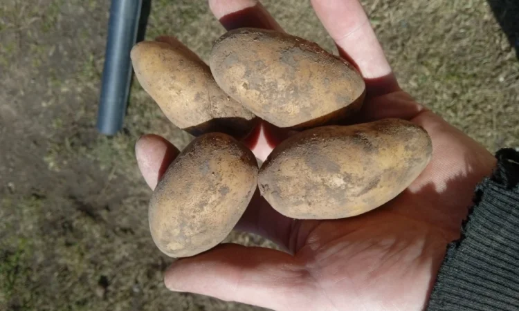 Пропоную посадкову картоплю різних сортів - фото № 3