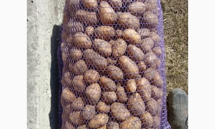 Пропоную посадкову картоплю різних сортів - фото № 4