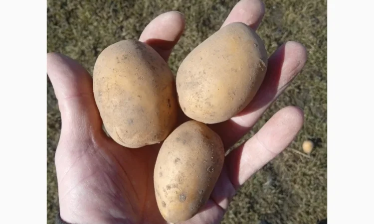 Пропоную посадкову картоплю різних сортів - фото № 5