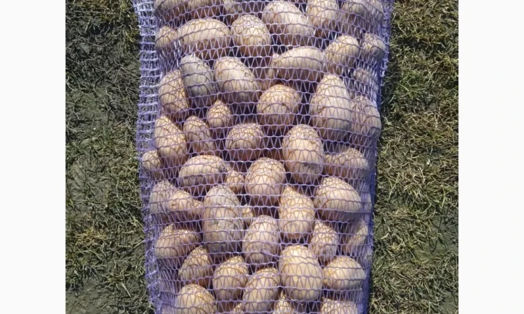 Пропоную посадкову картоплю різних сортів - фото № 6