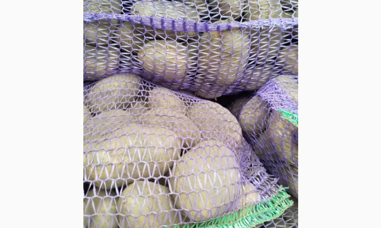 Пропоную картоплю сорту Агрія - фото № 1