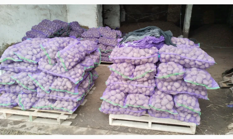 Пропоную картоплю сорту Агрія - фото № 2