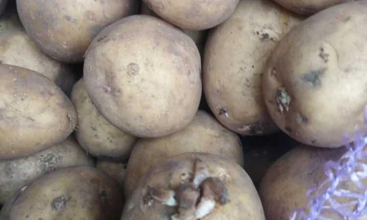 Пропоную посадкову картоплю Рівєра - фото № 1