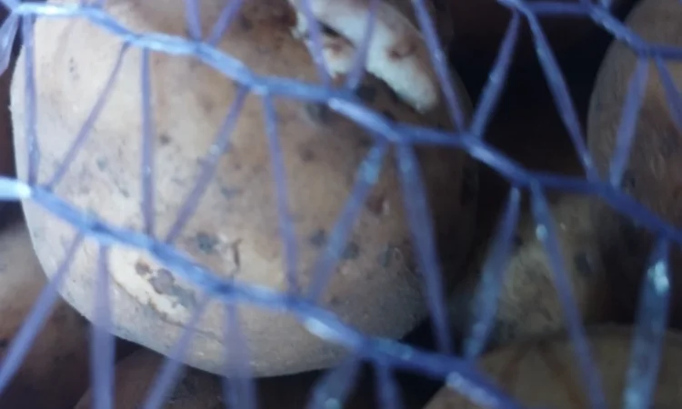 Пропоную посадкову картоплю Рівєра - фото № 2