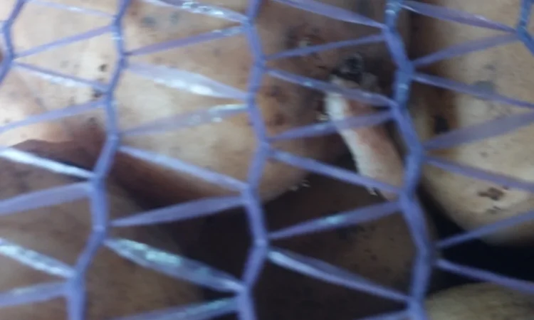 Пропоную посадкову картоплю Рівєра - фото № 3