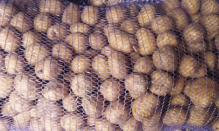 Пропоную посадкову картоплю Рівєра - фото № 4