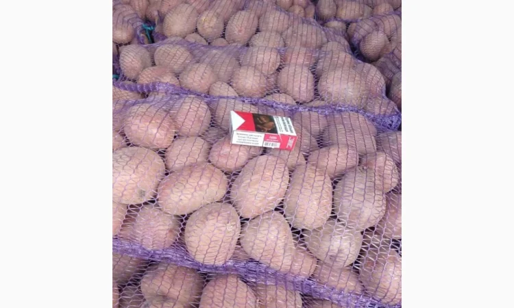 Пропонується картопля сорту Бела Роса - фото № 1