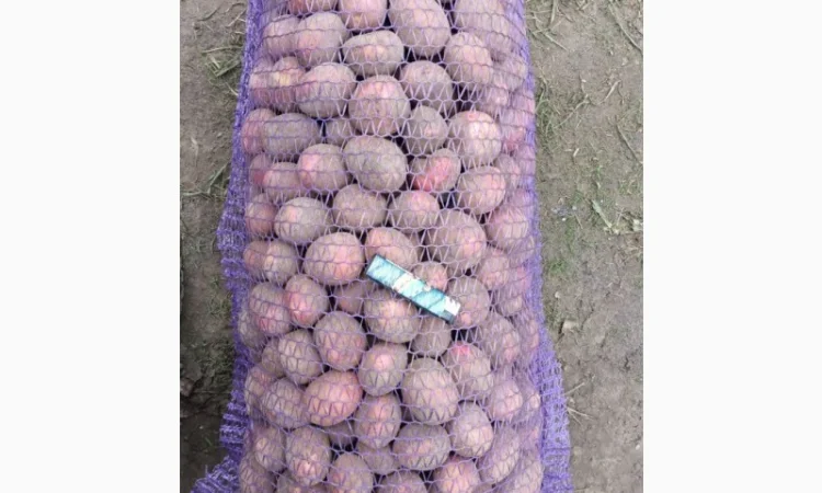 Пропонується семенна картопля Аризона та Бела Роса - фото № 1