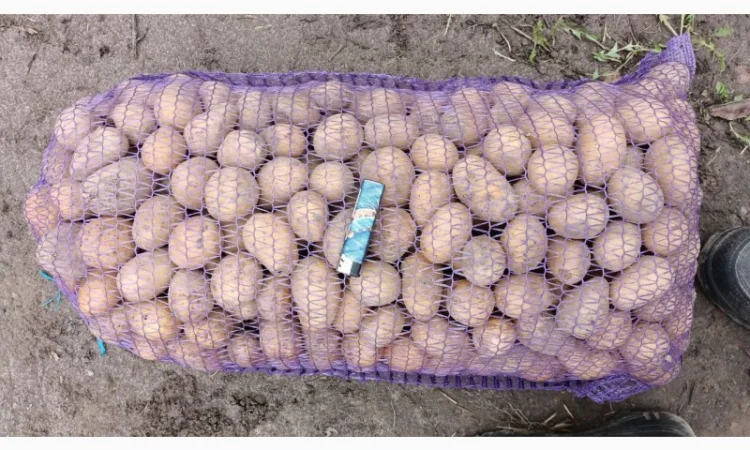 Пропонується семенна картопля Аризона та Бела Роса - фото № 2