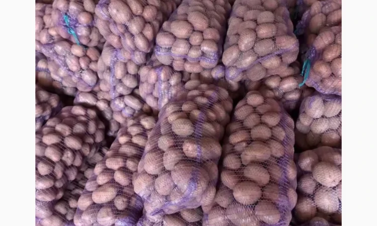 Продается картофель высокого качества - фото № 1