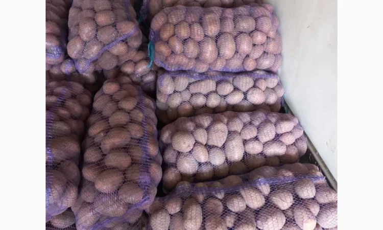Продается картофель высокого качества - фото № 2