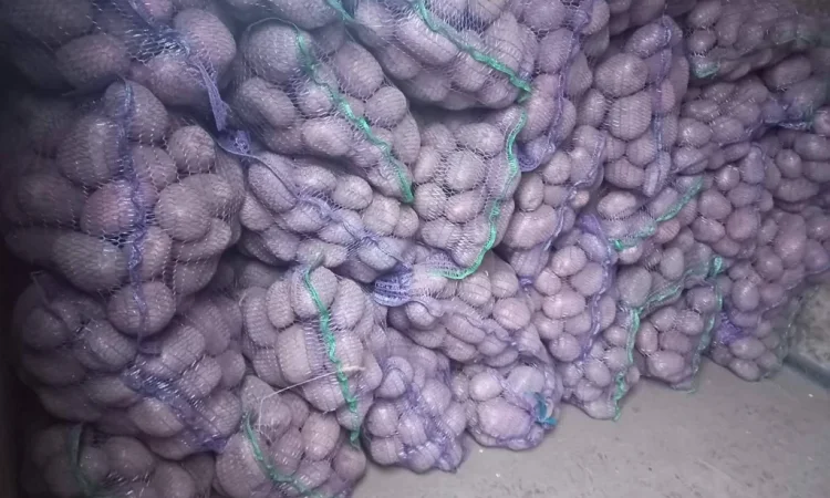 Продается картофель высокого качества - фото № 3