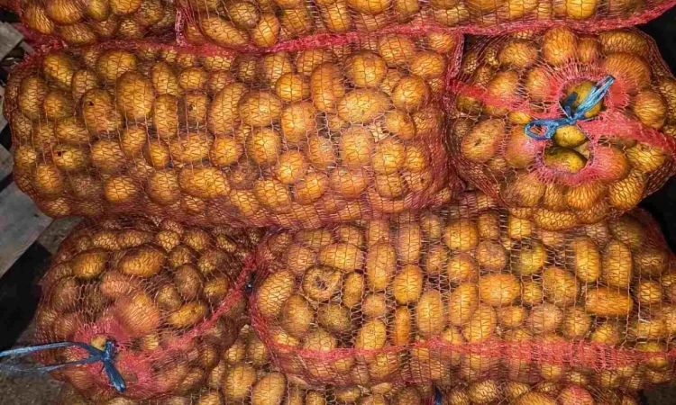 Пропонується посадкова картопля сорту Парадізо, Саншайн, Корінна, Бельмондо - фото № 1