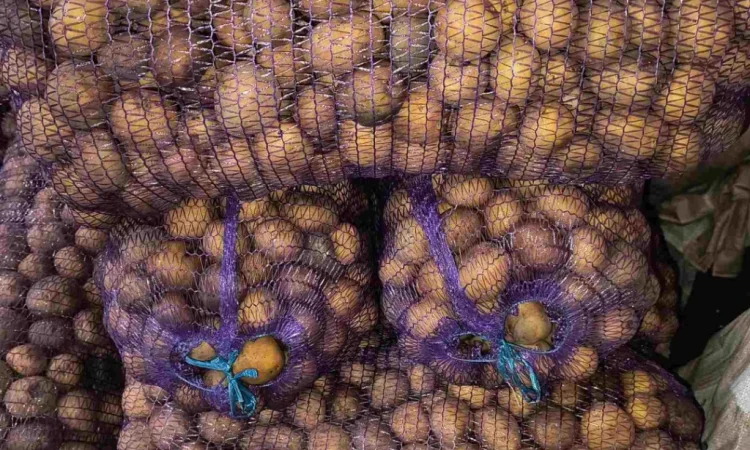 Пропонується посадкова картопля сорту Парадізо, Саншайн, Корінна, Бельмондо - фото № 2