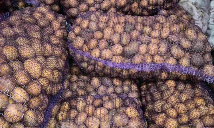 Пропонується посадкова картопля сорту Парадізо, Саншайн, Корінна, Бельмондо - фото № 3