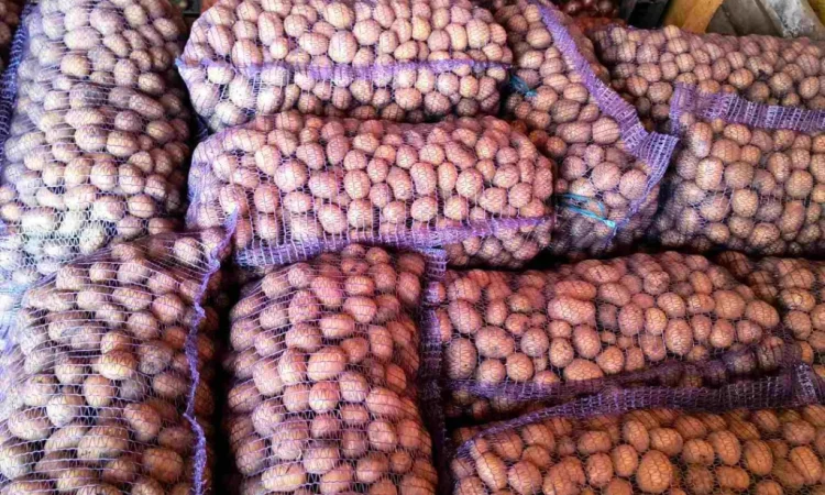 Пропонується посадкова картопля сорту Парадізо, Саншайн, Корінна, Бельмондо - фото № 4