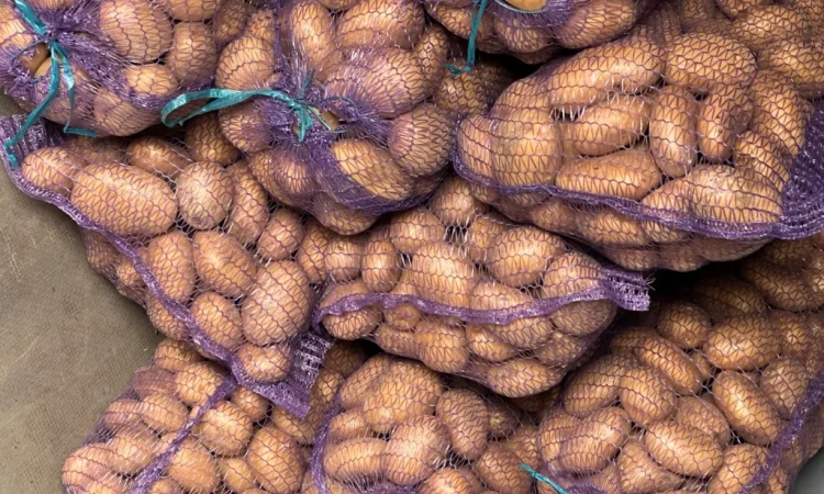 Продается товарная картошка белого и красного сортов - фото № 1