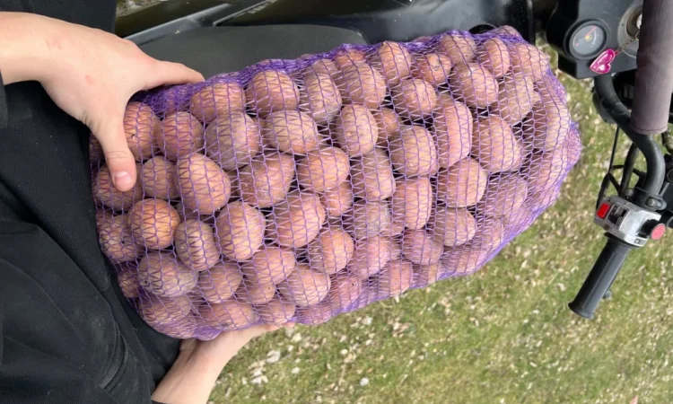 Продается товарная картошка белого и красного сортов - фото № 2